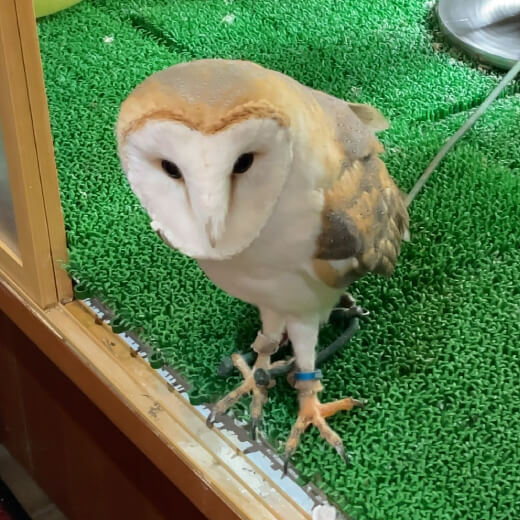 福楼　フクロウ